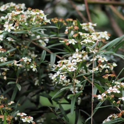 Sannantha pluriflora (Twiggy Heath Myrtle, Tall Baeckea) at Bournda, NSW - 26 Dec 2021 by KylieWaldon