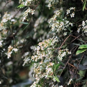 Sannantha pluriflora at Bournda, NSW - suppressed