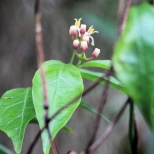 Morinda jasminoides at Bournda, NSW - 26 Dec 2021