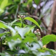 Morinda jasminoides at Bournda, NSW - 26 Dec 2021