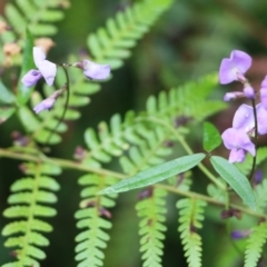Glycine microphylla (Small-leaf Glycine) at Bournda, NSW - 26 Dec 2021 by KylieWaldon