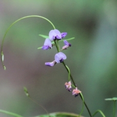 Glycine microphylla at Bournda, NSW - 26 Dec 2021