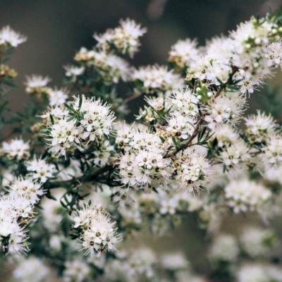 Kunzea ericoides (Burgan) at Bournda, NSW - 26 Dec 2021 by KylieWaldon