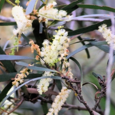 Acacia obtusifolia (Blunt-leaf Wattle) at Bournda, NSW - 26 Dec 2021 by KylieWaldon