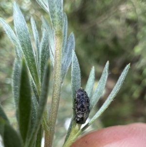 Diphucrania sp. (genus) at Murrumbateman, NSW - 28 Dec 2021