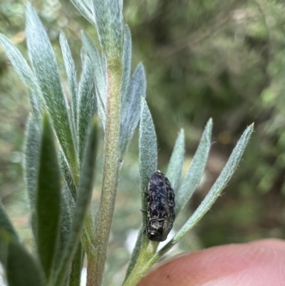Diphucrania sp. (genus) (Jewel Beetle) at Murrumbateman, NSW - 28 Dec 2021 by SimoneC