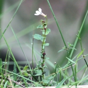 Lobelia purpurascens at Bournda, NSW - 26 Dec 2021