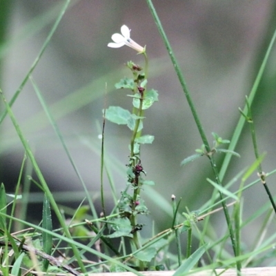 Lobelia purpurascens (White Root) at Bournda, NSW - 25 Dec 2021 by KylieWaldon