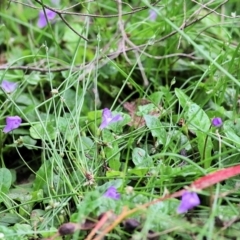 Unidentified Other Wildflower or Herb at Bournda, NSW - 26 Dec 2021 by KylieWaldon