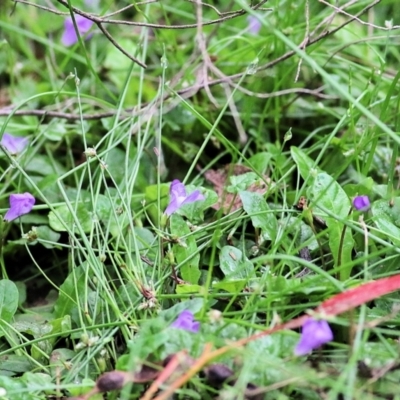 Unidentified Other Wildflower or Herb at Bournda, NSW - 26 Dec 2021 by KylieWaldon