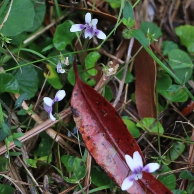 Viola hederacea (Ivy-leaved Violet) at Bournda, NSW - 26 Dec 2021 by KylieWaldon