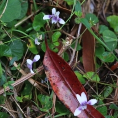 Viola hederacea (Ivy-leaved Violet) at Bournda, NSW - 25 Dec 2021 by KylieWaldon