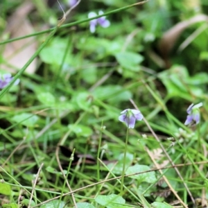 Viola hederacea at Bournda, NSW - 26 Dec 2021 07:11 AM