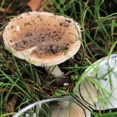 Unidentified Cap on a stem; gills below cap [mushrooms or mushroom-like] at Bournda, NSW - 25 Dec 2021 by KylieWaldon