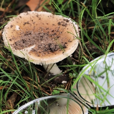 Unidentified Cap on a stem; gills below cap [mushrooms or mushroom-like] at Bournda, NSW - 25 Dec 2021 by KylieWaldon