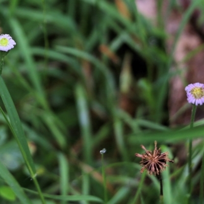 Lagenophora stipitata (Common Lagenophora) at Bournda, NSW - 26 Dec 2021 by KylieWaldon