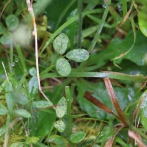 Lagenophora stipitata at Bournda, NSW - 26 Dec 2021