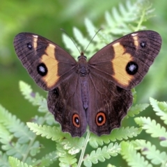 Tisiphone abeona (Varied Sword-grass Brown) at Bournda, NSW - 26 Dec 2021 by KylieWaldon