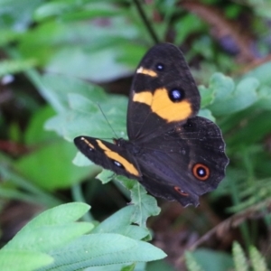 Tisiphone abeona at Bournda, NSW - 26 Dec 2021