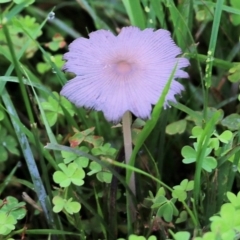 Unidentified Cap on a stem; gills below cap [mushrooms or mushroom-like] at Bournda, NSW - 25 Dec 2021 by KylieWaldon