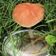 Unidentified Cap on a stem; gills below cap [mushrooms or mushroom-like] at Bournda, NSW - 25 Dec 2021 by KylieWaldon