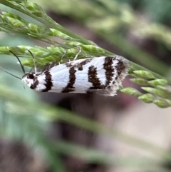 Philobota impletella Group (A concealer moth) at Cotter River, ACT - 28 Dec 2021 by Ned_Johnston