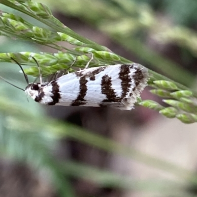 Philobota impletella Group (A concealer moth) at Namadgi National Park - 28 Dec 2021 by Ned_Johnston