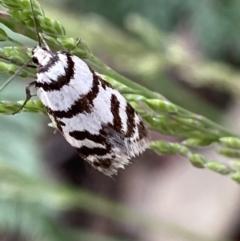 Philobota impletella Group at Cotter River, ACT - 28 Dec 2021 10:08 PM