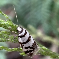 Philobota impletella Group at Cotter River, ACT - 28 Dec 2021