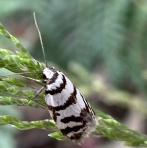 Philobota impletella Group at Cotter River, ACT - 28 Dec 2021