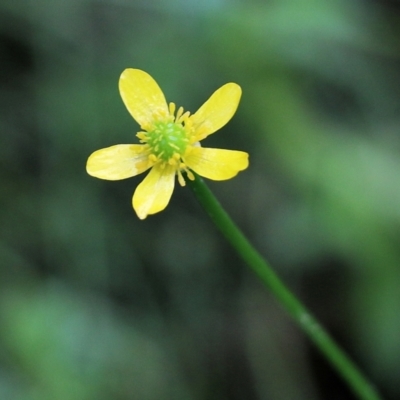 Ranunculus plebeius (Forest Buttercup) at Bournda, NSW - 26 Dec 2021 by KylieWaldon