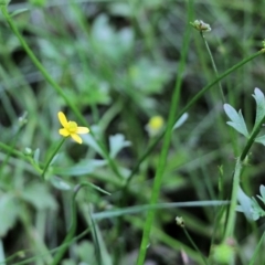 Ranunculus plebeius at Bournda, NSW - 26 Dec 2021