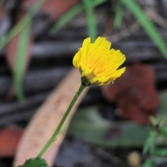 Unverified Daisy at Bournda, NSW - 26 Dec 2021 by KylieWaldon