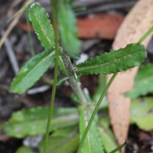 Unidentified at suppressed - 26 Dec 2021