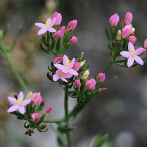 Centaurium sp. at Bournda, NSW - 26 Dec 2021