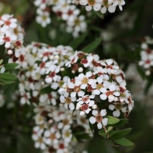 Sannantha pluriflora at Bournda, NSW - suppressed