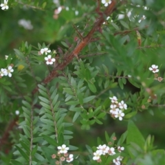 Sannantha pluriflora at Bournda, NSW - suppressed