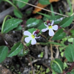 Lobelia purpurascens (White Root) at Bournda, NSW - 26 Dec 2021 by KylieWaldon