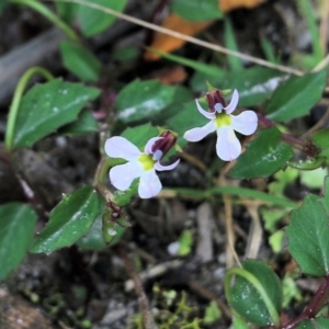 Lobelia purpurascens at Bournda, NSW - 26 Dec 2021