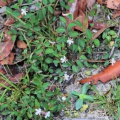 Lobelia purpurascens at Bournda, NSW - 26 Dec 2021 07:37 AM