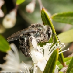 Leioproctus sp. (genus) (Plaster bee) at Acton, ACT - 29 Dec 2021 by Roger