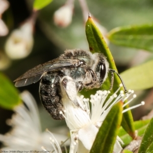 Leioproctus sp. (genus) at Acton, ACT - 29 Dec 2021