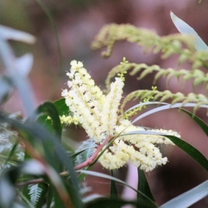 Acacia longifolia subsp. longifolia at Bournda, NSW - 26 Dec 2021