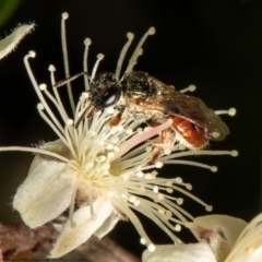 Lasioglossum (Homalictus) punctatum (A halictid bee) at Acton, ACT - 29 Dec 2021 by Roger