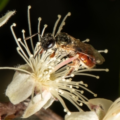 Lasioglossum (Homalictus) punctatus (A halictid bee) at Acton, ACT - 28 Dec 2021 by Roger