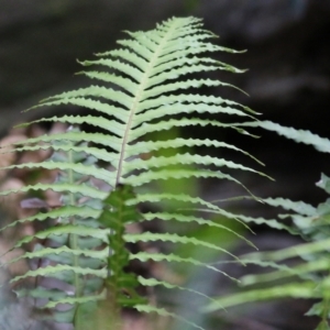 Blechnum cartilagineum at Bournda, NSW - 26 Dec 2021