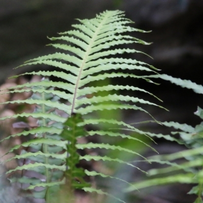 Blechnum cartilagineum (Gristle Fern) at Bournda, NSW - 26 Dec 2021 by KylieWaldon