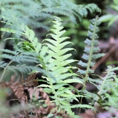 Blechnum cartilagineum at Bournda, NSW - 26 Dec 2021