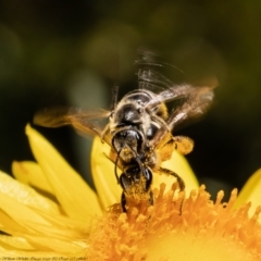 Lasioglossum (Chilalictus) sp. (genus & subgenus) (Halictid bee) at Acton, ACT - 29 Dec 2021 by Roger