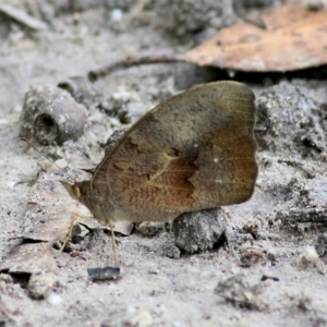 Heteronympha merope at Bournda, NSW - 26 Dec 2021